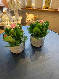 Kalanchoe  in decoratieve pot 