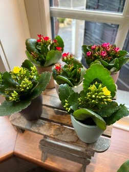 Mini Kalanchoe  in pastel potje 