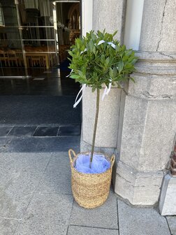 Huur laurierboompjes in mand versiert met voile en lintjes