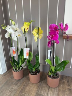 Orchidee diverse kleuren inclusief decopot