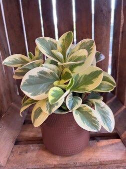 Peperomia  in decoratieve pot 