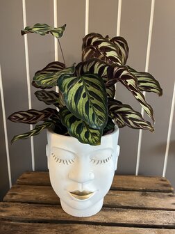bloempot xl gezicht met plant