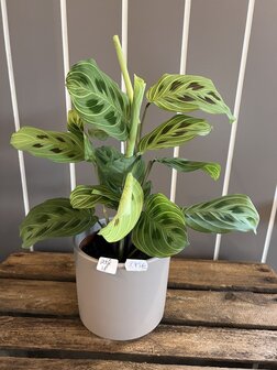 bloempot met decoratieve plant 