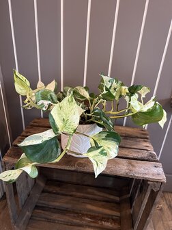 bloempot met hangende plant 