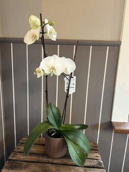 orchidee inclusief pot