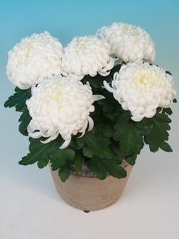 bolchrysant  5 bloemen