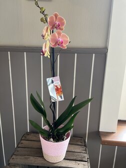 Orchidee 2-tak gekleurd in pot