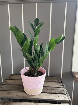 Plant zamioculcas in pot 