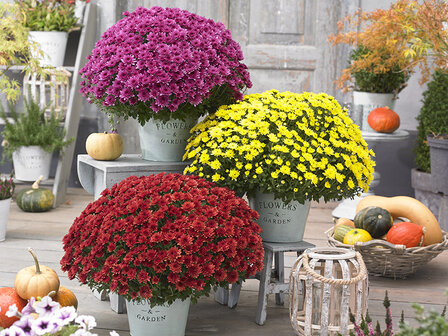 Chrysant medium 40cm