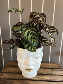 bloempot xl gezicht met plant