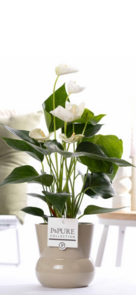 Promo - Plant van de maand - Anthurium in decoratieve pot