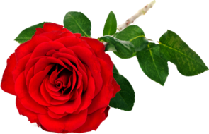 Rode roos apart verpakt