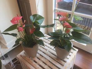 anthurium roze inclusief pot