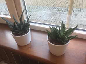aloe in potje (vetplant, lang houdbaar)