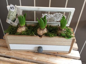 compositie Hyacint  in bakje met glazen deksel